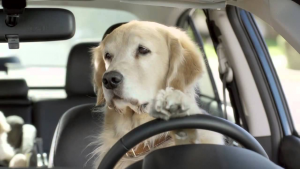 dog driver